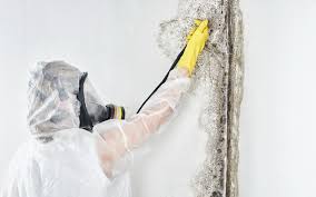 Best Attic Mold Removal in Gothenburg, NE